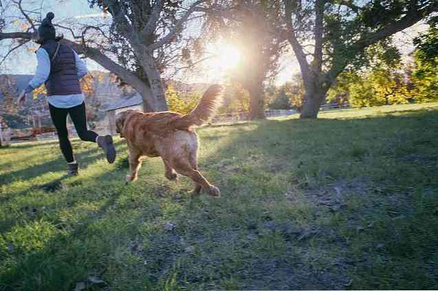 Терапия с собаками 11 удивительных преимуществ для здоровья