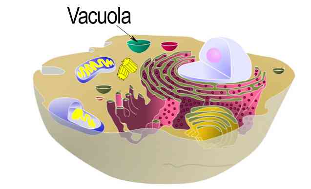 Vacuolas Функции и характеристики