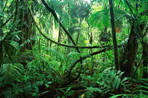 Растительность Чьяпаса. Типы и особенности.