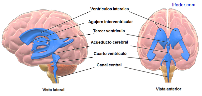Анатомия желудочков головного мозга, функции и заболевания