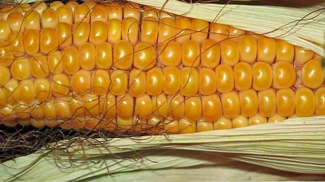 Происхождение трансгенной кукурузы, характеристики, виды
