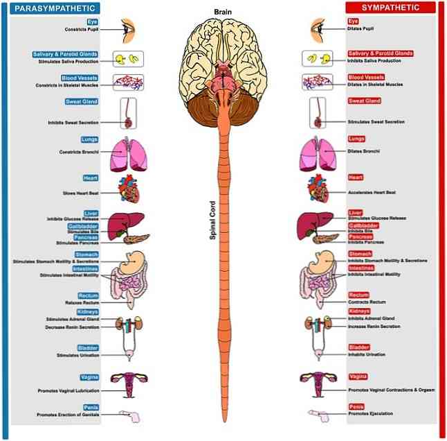 Анатомия, функции и расстройства вегетативной нервной системы