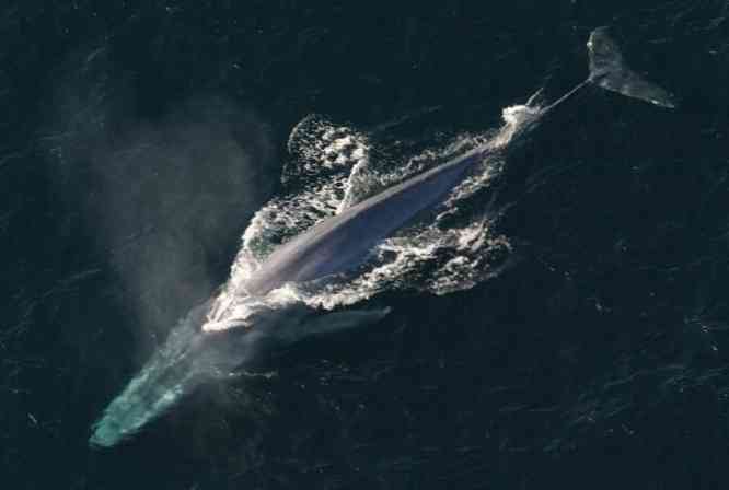 Đặc điểm cá voi xanh, môi trường sống, dinh dưỡng, sinh sản ...