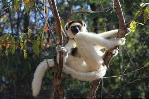 10 Endangered Madagascar Animals and Their Characteristics