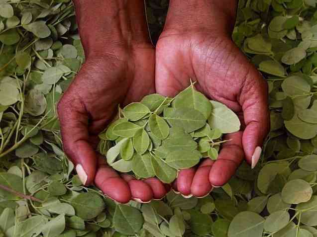 Moringa'nın Sağlık İçin 10 Faydası (Bilimsel Olarak Kanıtlanmış)