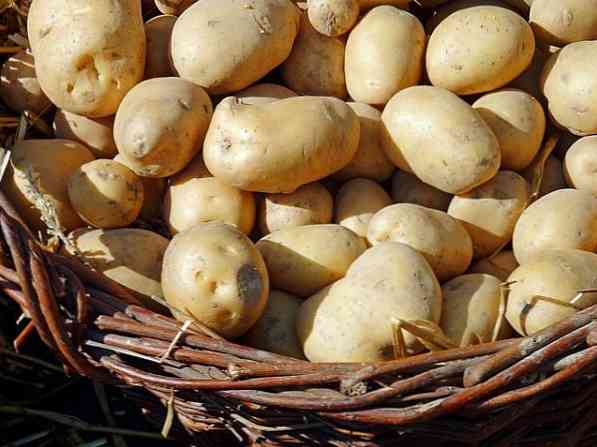 krumpir za liječenje osteoartritisa