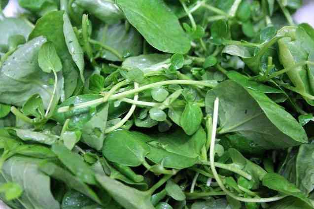 6 Fantastiske fordele ved Cress for Health