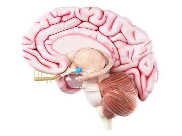 Cerebral Amygdala Anatomi, Dele og Funktioner (med billeder)