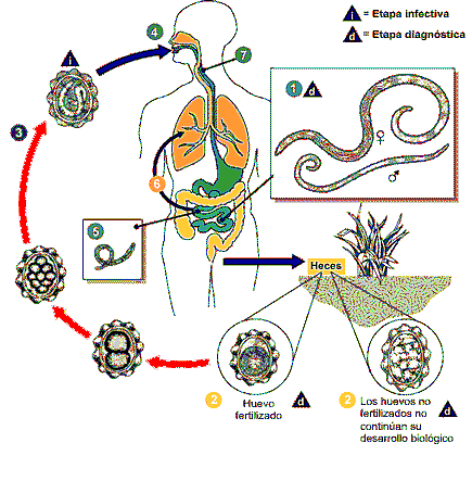 Siklus Hidup Ascaris Lumbricoides 7 Fasa Utama