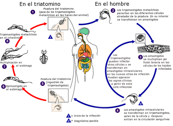 دورة حياة Trypanosoma Cruzi المراحل الرئيسية الثمانية