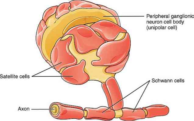 Schwann šūnu raksturojums, anatomija un funkcijas