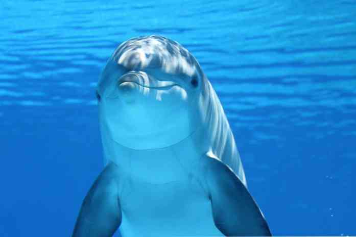 Bagaimanakah Mekanisme Komunikasi Dolphin dalam Air?