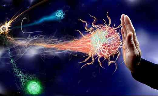 Hoe wordt de juiste werking van het immuunsysteem begunstigd?
