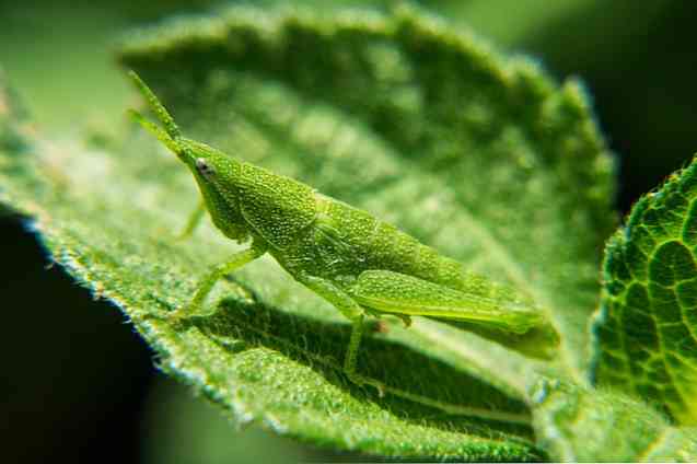 Apakah Bidang Pengajian Biologi?