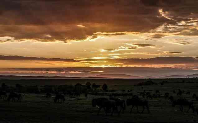 Sabana Ecosystem Nøglefunktioner