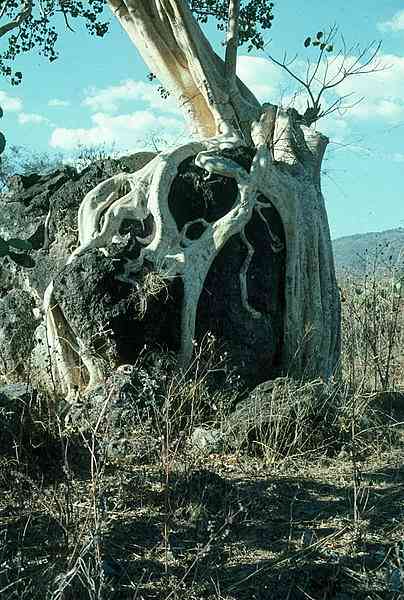 In welk natuurgebied woont Amate?