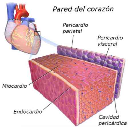 Endocardio funkcijas un galvenās īpašības