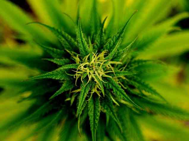 Er Marijuana vanedannende?