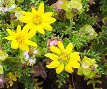 Flora Endemik Galápagos 10 Spesies Tumbuhan