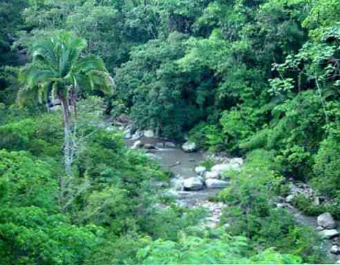 Flora og Fauna af Jalisco Hovedkarakteristika