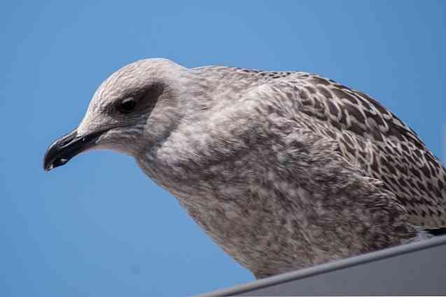 Sorotan Flora dan Fauna Kepulauan Malvinas