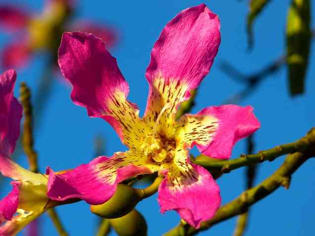 Flora dan Fauna Oaxaca Ciri-ciri Paling Cemerlang