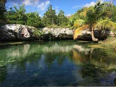 Ciri-ciri utama Flora dan Fauna dari Quintana Roo