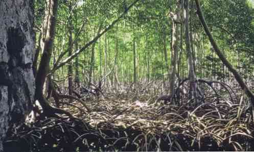 Flora dan Fauna Veracruz Ciri-ciri Paling Cemerlang