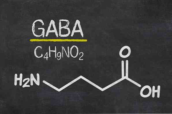 GABA (Neurotransmitter) مستقبلات ، وظائف وتعديلات