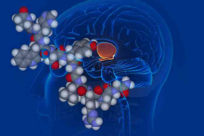 A hipotalamusz stimulátorok és inhibitorok hormonjai