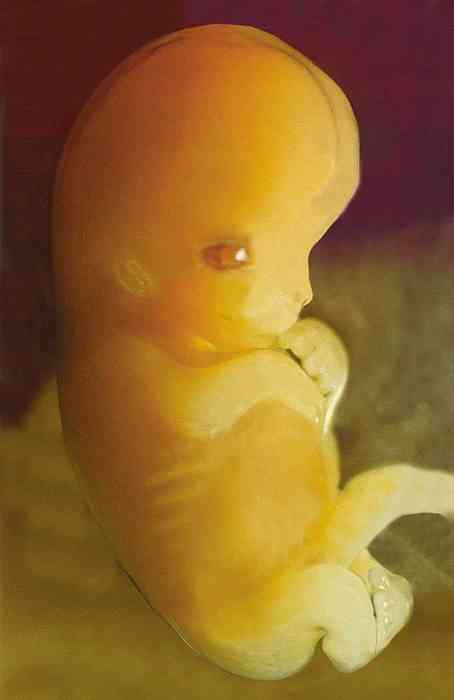 Stadierne af embryonale og føtal udvikling