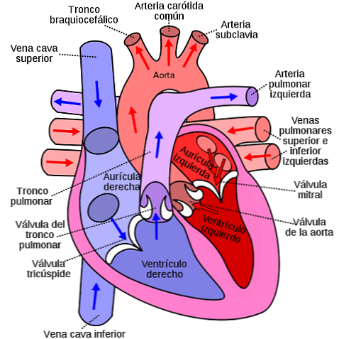 Hjertets dele og dets funktioner