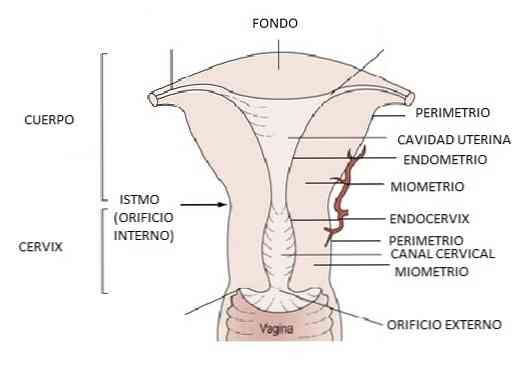 De dele af livmoderen og dens egenskaber