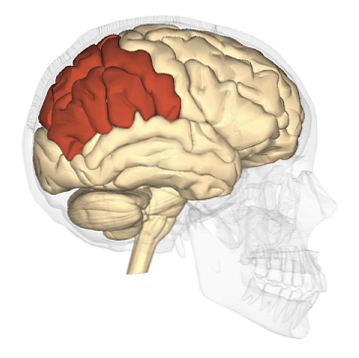 頭頂葉の解剖学と機能（画像あり）