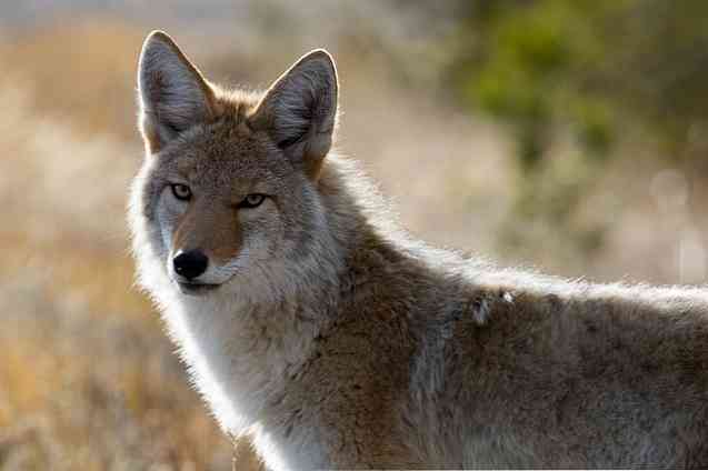 The 10 Most Desert Animals Desert Mexico