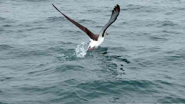 20 Perairan Pantai Peru Paling Penting