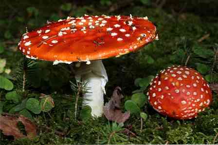 De 5 risici af giftige svampe til det mest relevante menneske