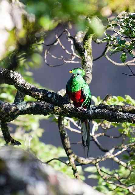 De 6 viktigaste naturresurserna i Puebla