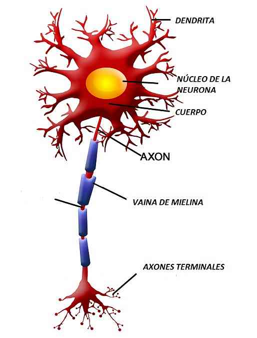 Myelin характеристики, функции, производство и болезни