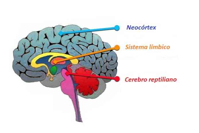 Neocortex struktur, funktioner och patologier