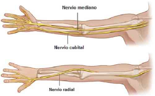 [Resim: nervio-radial-anatoma-funciones-y-signif...clnico.jpg]