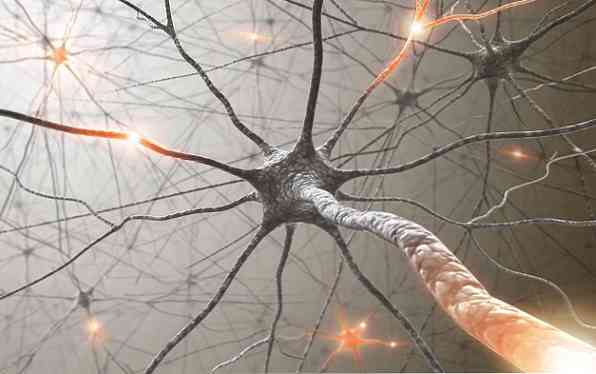 مراحل النمو العصبي ، القدرات والاضطرابات