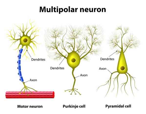 Többpoláris neuronok funkciói, funkciói és típusai