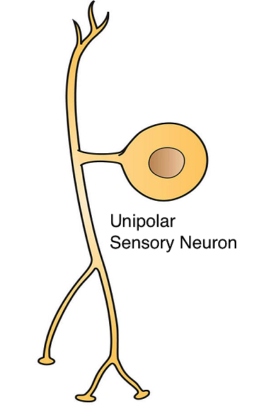 Unipolární neuronové charakteristiky, anatomické vlastnosti a funkce