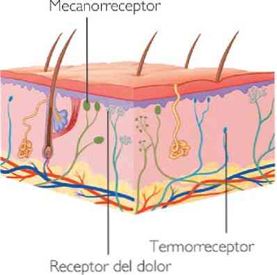 Anatomija nociceptorjev, vrste in glavne funkcije