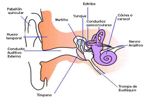 Anatomija in funkcije srednjega ušesa