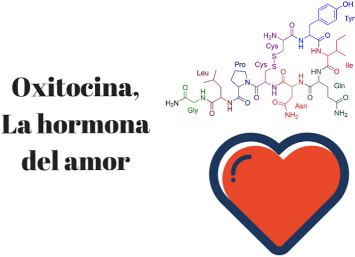 Oksitosiini Rakkauden hormoni