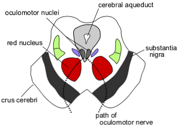 Cerebrinės pėdos anatomija ir funkcijos (su vaizdais)