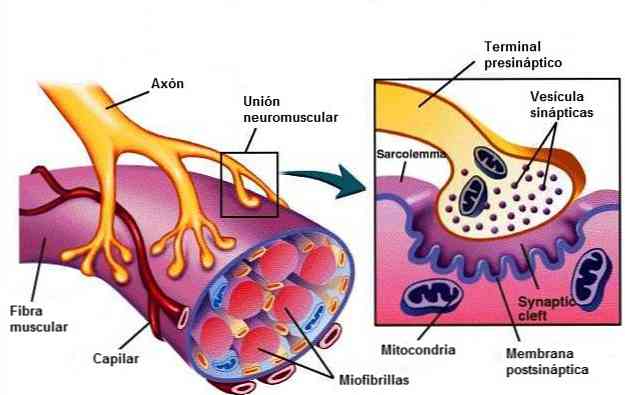 Neiromuskulārās plāksnes daļas, funkcijas un patoloģijas