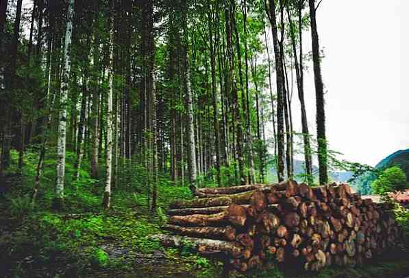 Tømmerplanter Definisjon, Typer og Eksempler
